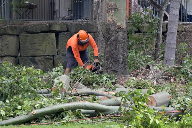 Best Local Tree Services  in Parkland, WA